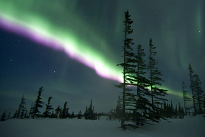 Purple Blaze by Edward Savage