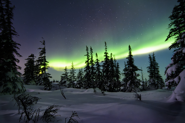 Dancing Skies beyond the Treeline 1 Print