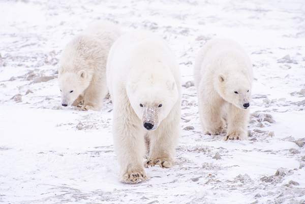 Stay By Her Side Print