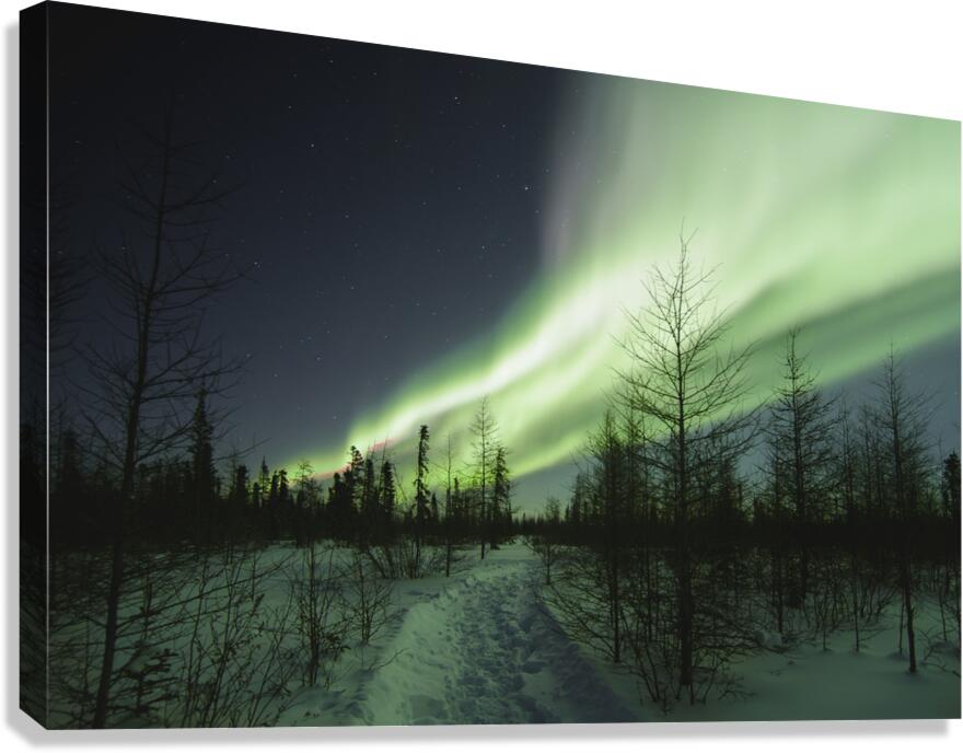 Illuminated by the Northern Lights Canvas Print