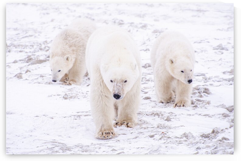 Stay By Her Side by Edward Savage