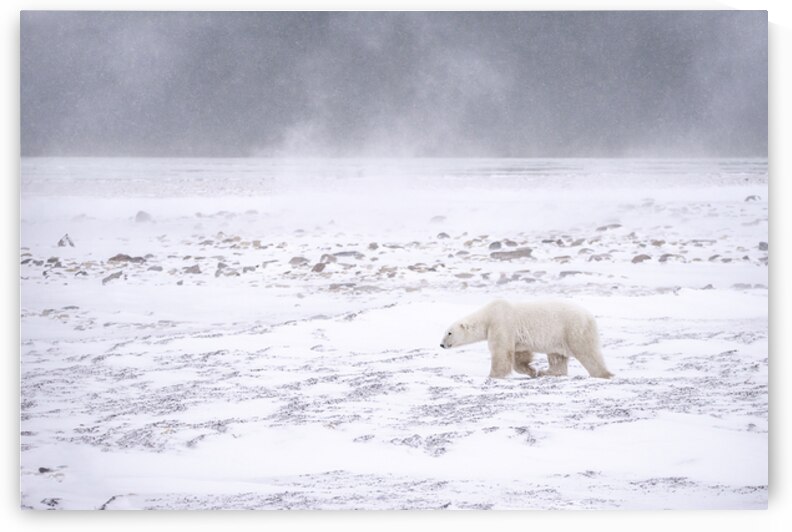 Storm Evader by Edward Savage